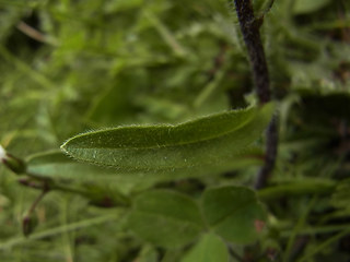 Erigeron alpinus