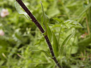 Erigeron alpinus