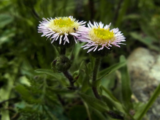 Erigeron alpinus