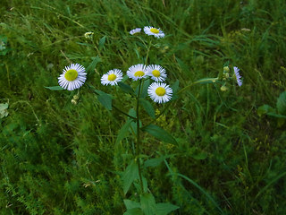 Erigeron annuus