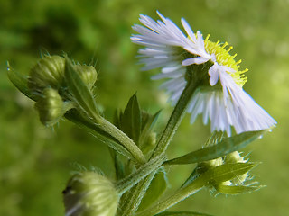 Erigeron annuus