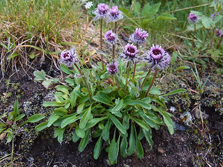 Erigeron uniflorus