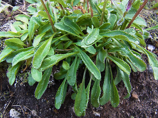 Erigeron uniflorus