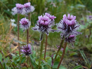 Erigeron uniflorus