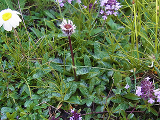 Erigeron uniflorus