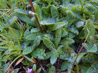 Erigeron uniflorus