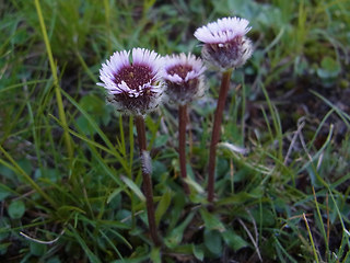 Erigeron uniflorus