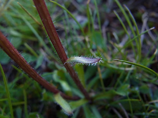 Erigeron uniflorus