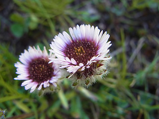 Erigeron uniflorus