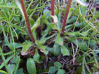 Erigeron uniflorus