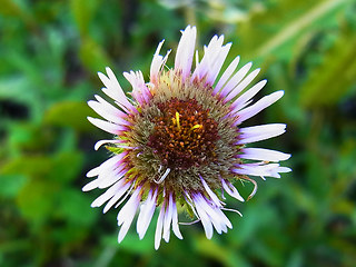 Erigeron uniflorus