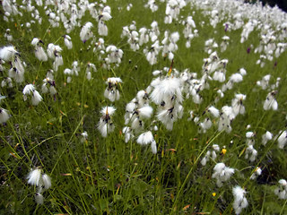 Eriophorum latifolium