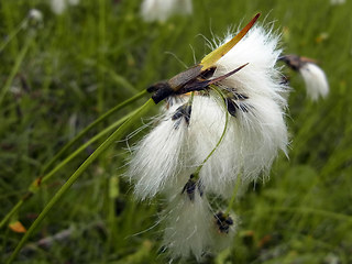 Eriophorum latifolium