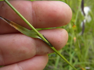 Eriophorum latifolium