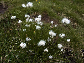 Eriophorum vaginatum