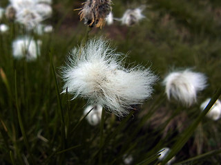 Eriophorum vaginatum