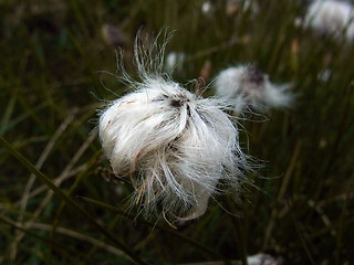 Eriophorum vaginatum