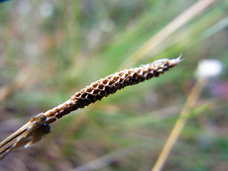 Eriophorum vaginatum