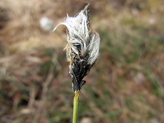 Eriophorum vaginatum