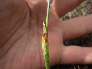 Eriophorum vaginatum