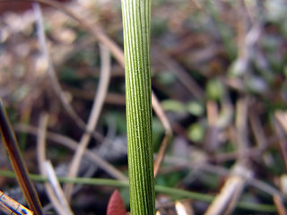 Eriophorum vaginatum