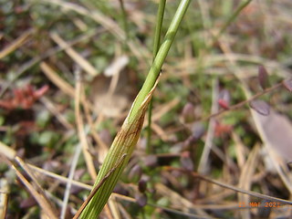 Eriophorum vaginatum