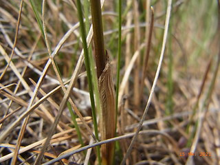 Eriophorum vaginatum