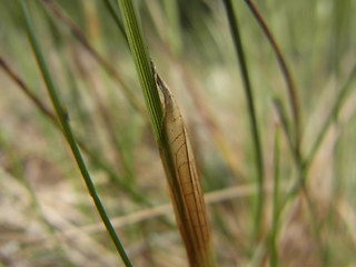 Eriophorum vaginatum