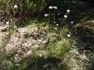 Eriophorum vaginatum