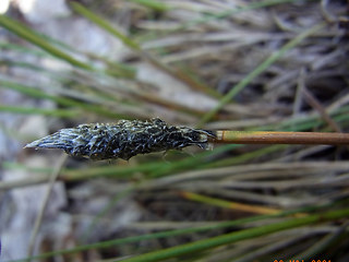 Eriophorum vaginatum