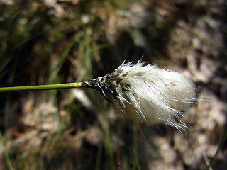 Eriophorum vaginatum