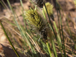 Eriophorum vaginatum