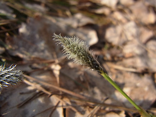 Eriophorum vaginatum