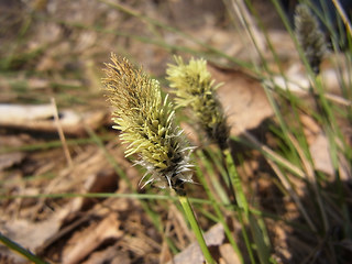 Eriophorum vaginatum