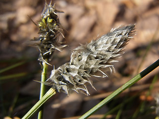 Eriophorum vaginatum