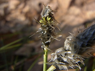 Eriophorum vaginatum