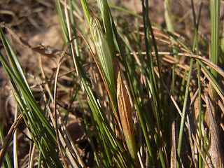 Eriophorum vaginatum