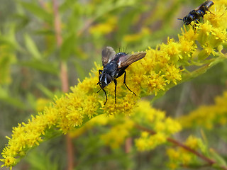 Eriothrix rufomaculata