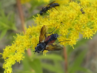 Eriothrix rufomaculata