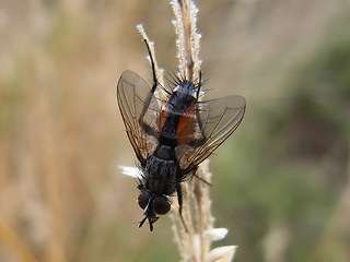 Eriothrix rufomaculata