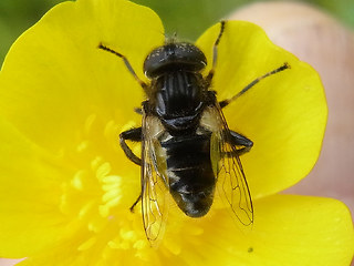 Eristalinus sepulchralis