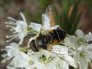 Eristalis arbustorum