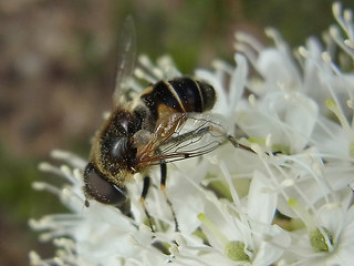 Eristalis arbustorum