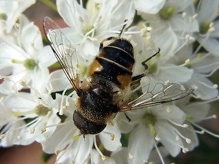 Eristalis arbustorum