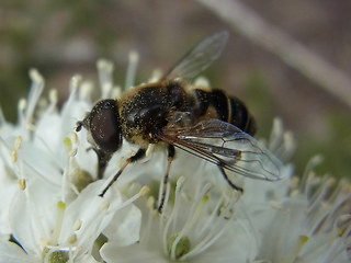 Eristalis arbustorum