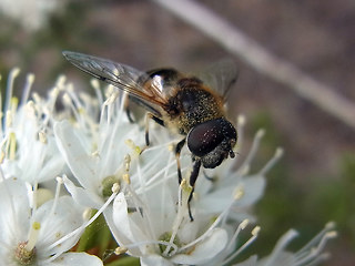 Eristalis arbustorum