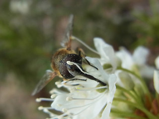 Eristalis arbustorum