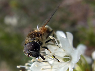 Eristalis arbustorum