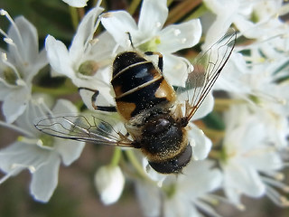 Eristalis arbustorum