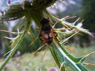 Eristalis tenax